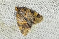Epagoge grotiana