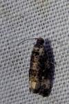 Endothenia gr. gentianaeana