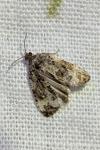 Endothenia gr. gentianaeana