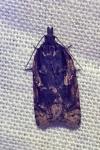 Acleris umbrana