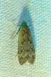 Anacampsis blattariella/populella
