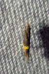 Cosmopterix scribaiella