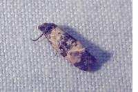 Cochylis atricapitana