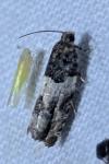 Gypsonoma sociana