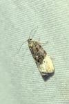 Hedya nubiferana