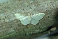 Idaea fuscovenosa