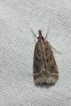 Eudonia pallida