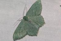 Hemithea aestivaria