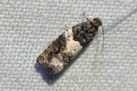 Gypsonoma sociana