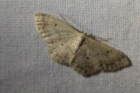 Idaea biselata
