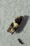 Gypsonoma sociana