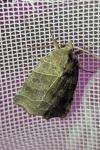Ipimorpha retusa