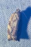 Archips xylosteana
