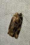 Archips xylosteana