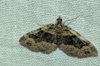 Xanthorhoe ferrugata