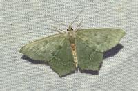 Hemithea aestivaria