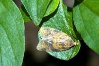 Epagoge grotiana