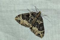 Ecliptopera silaceata