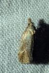 Phtheochroa inopiana