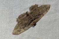 Philereme transversata