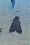 Agrotis segetum