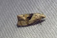 Phalonidia