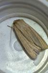 Mythimna impura