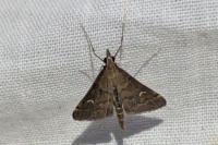 Dolicharthria punctalis