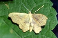 Idaea emarginata