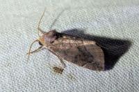 Cosmia pyralina