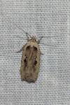 Agonopterix