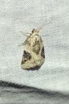 Pseudeustrotia candidula