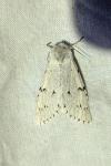 Acronicta leporina