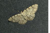 Aethalura punctulata