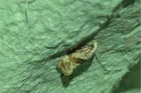 Phalonidia