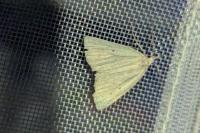 Macrochilo cribrumalis