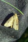 Axylia putris