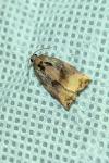 Archips podana