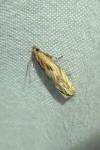 Eucosma cana/hohenwartiana