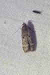 Anacampsis blattariella/populella