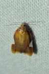 Acleris holmiana
