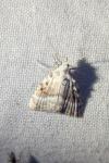 Meganola albula