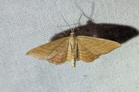Idaea ochrata