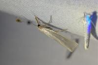 Crambus perlellus