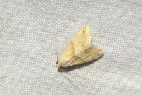 Eublemma parva