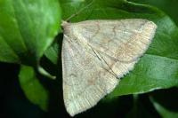 Zanclognatha lunalis