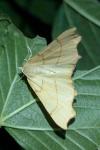 Ennomos quercinaria