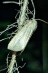 Mythimna impura