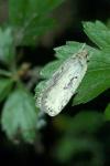 Agonopterix