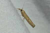 Pediasia contaminella